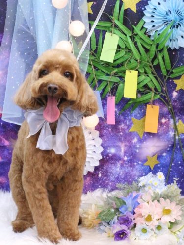 20250706テディくん